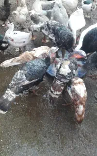 اردک وغاز