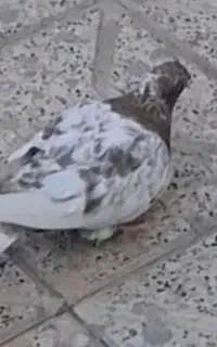 کفتر سینه سرخ بای خورده