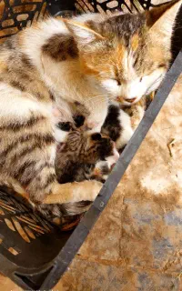 واگذاری گربه خانگی با بچه