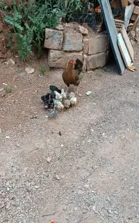 فروش مرغ جوجه