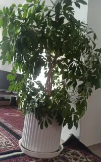 درختچه  شفلرا