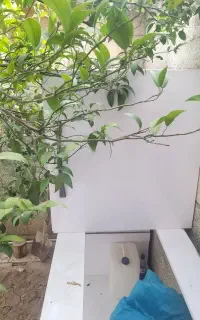 جفتگاه کبوتر
