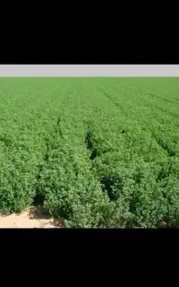 یونجه برش چهارم