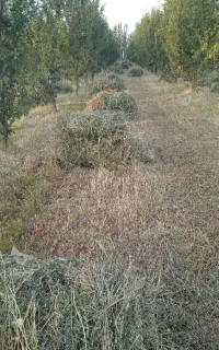 خوراک دام یونجه