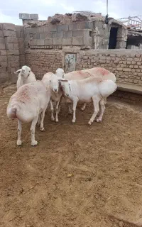 شیشک وارداتی