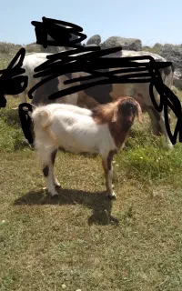 بز جوان نر