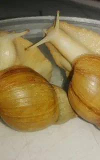 یک جفت حلزون مولد بزرگ