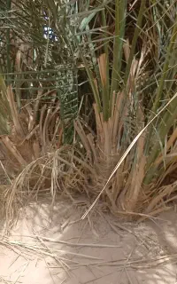 پاجوش جونگ درخت