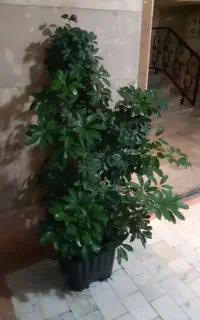 گل شفلرا سالم و زیبا ارسال در گرگان رایگان