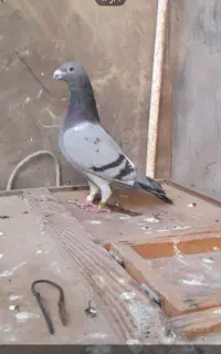 کبوتردوبرفراری دادم