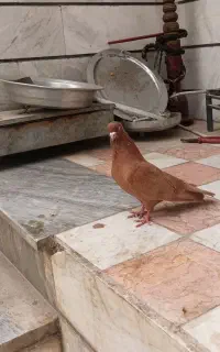 ی جفت زرد
