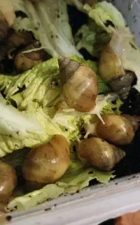 حلزون اچاتینا البینو