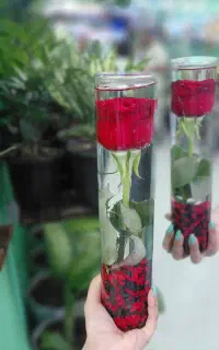گل آرشیدا باکس آماده ارسال