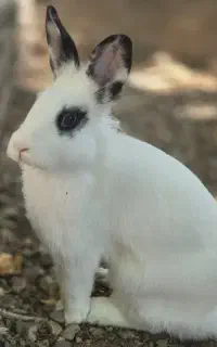 خرگوش ناز مهربون چشم آهویی