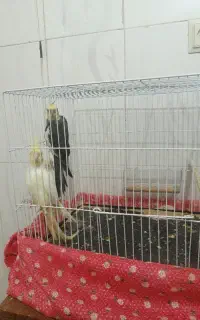 عروس هلندی
