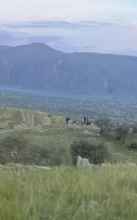 نیازمند چوپان کاربلد