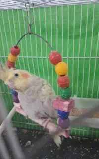 عروس هلندی