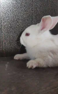 بچه خرگوش
