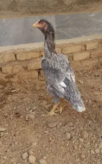 مرغ  لاری اصیل