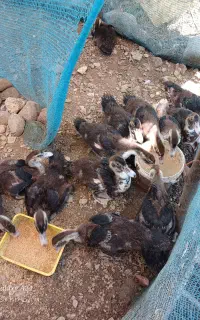 اردک اسرائیلی