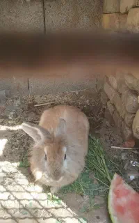 خرگوش نر