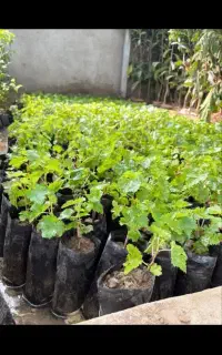 ارایه نهال کیسه ای