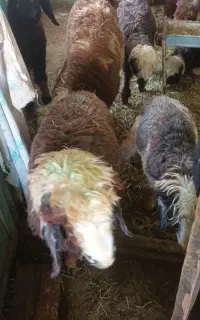 ۹ راس بره شیری