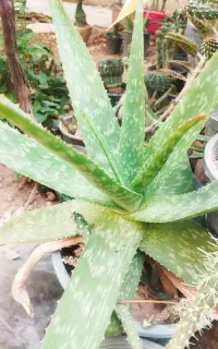 چند نوع کاکتوس و گل