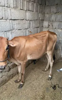فروش گوساله ماده