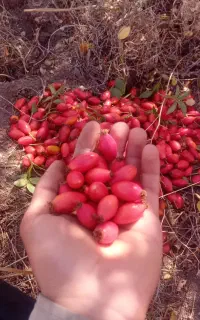 ایت‌ بورنی‌ و یمیشان