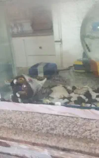 دو جفت ماهی سیچیلاید