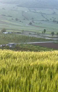 فروش ابغوره