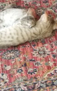 واگذاری دوعدد بچه گربه