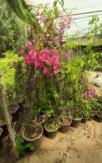 لاوسون شمشاد طلایی سیکاس پالم کاغذی محبوبه شب