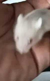 چهارتا همستر کمپل دونه دویست پنچاه