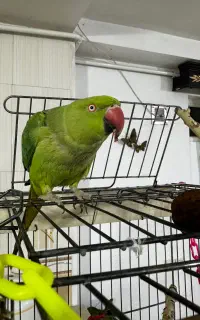 طوطی گمشده