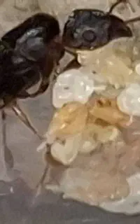 فروش کلونی مورچه