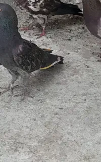 کفتر