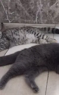 گربه اسکاتیش بلو