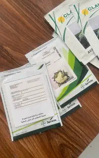 بذر گل کلم هیبرید ایوندلی و گل کلم کارن