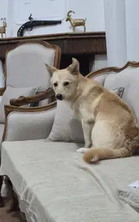 سگ اشپیتس