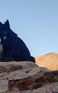 ژرمن بلک مو بلند