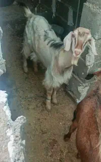 بزغاله نر ماده