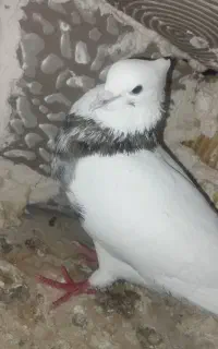 کبوتر