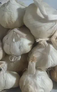 سیر تند با کیفیت
