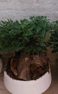 بونسای  میخک هندی