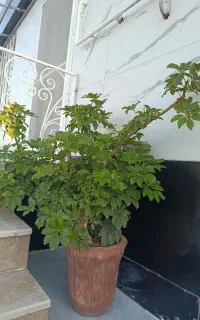 گل شفلرا .گل اپارتمانی