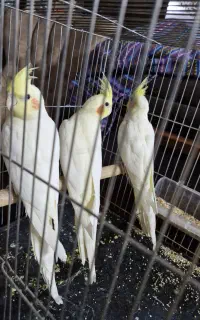عروس هلندی وکوتوله همه را ببر دونه ای ۱تومن و۹۰۰