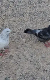 ۳ عدد کبوتر
