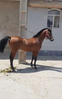 اسب